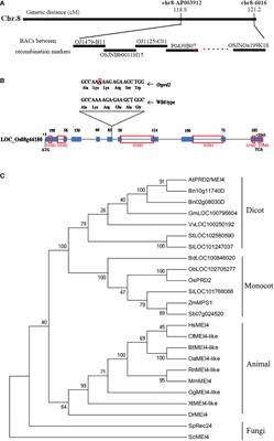 OsPRD2 is essential for double-strand break formation, but not spindle assembly during rice meiosis